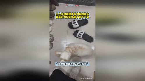 主人实拍刚回家后狗狗的状态，最高的欢迎礼遇根本停不下来