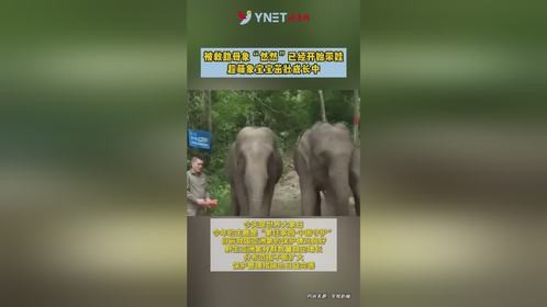 被救助母象“然然”已经开始带娃 超萌象宝宝茁壮成长中