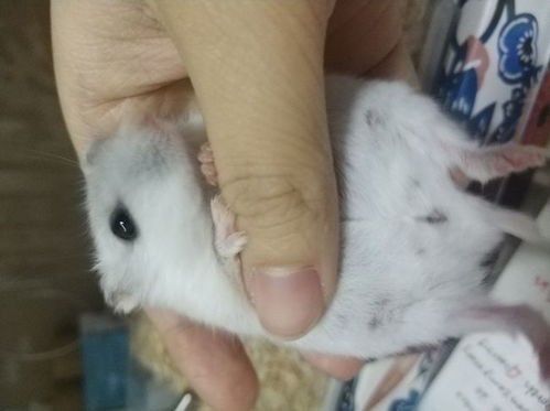 刚出生的仓鼠宝宝如何照顾?