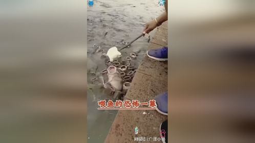 喂鱼的恐怖一幕