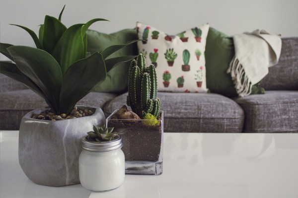 photo-of-plants-on-the-table-1005058.jpg!710
