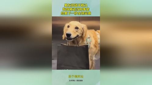 男友犯错不敢认，狗狗被迫当和事佬，结果下一秒全场笑喷！