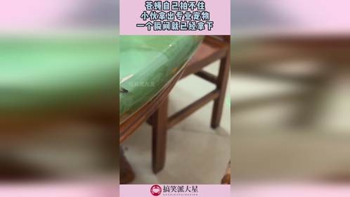 苍蝇自己拍不住，小伙拿出专业宠物，一个瞬间就已经拿下！
