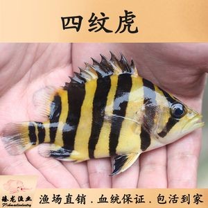 四纹虎鱼营养均衡食谱，四纹虎鱼人工饲料选择指南：四纹虎鱼人工饲料选择指南 四纹虎鱼营养均衡食谱，四纹虎鱼人工饲料选择指南：四纹虎鱼人工饲料选择指南 虎鱼百科 第2张