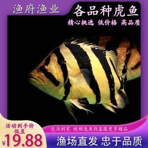 四纹虎鱼营养均衡食谱，四纹虎鱼人工饲料选择指南：四纹虎鱼人工饲料选择指南 四纹虎鱼营养均衡食谱，四纹虎鱼人工饲料选择指南：四纹虎鱼人工饲料选择指南 虎鱼百科 第3张