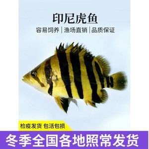 四纹虎鱼营养均衡食谱，四纹虎鱼人工饲料选择指南：四纹虎鱼人工饲料选择指南 四纹虎鱼营养均衡食谱，四纹虎鱼人工饲料选择指南：四纹虎鱼人工饲料选择指南 虎鱼百科 第1张