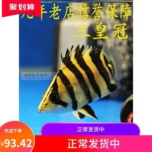 四纹虎鱼营养均衡食谱，四纹虎鱼人工饲料选择指南：四纹虎鱼人工饲料选择指南 四纹虎鱼营养均衡食谱，四纹虎鱼人工饲料选择指南：四纹虎鱼人工饲料选择指南 虎鱼百科 第4张