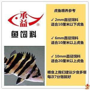 四纹虎鱼营养均衡食谱，四纹虎鱼人工饲料选择指南：四纹虎鱼人工饲料选择指南 四纹虎鱼营养均衡食谱，四纹虎鱼人工饲料选择指南：四纹虎鱼人工饲料选择指南 虎鱼百科 第5张