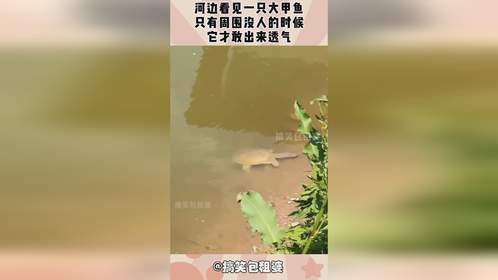 河边看见一只大甲鱼，只有周围没人的时候，它才敢出来透气！