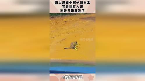 路上遇到小猴子偷玉米，它看到有人来，抱着玉米就跑了！