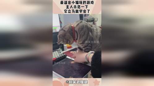 最适合小猫玩的游戏，主人示范一下，它立马就学会了！