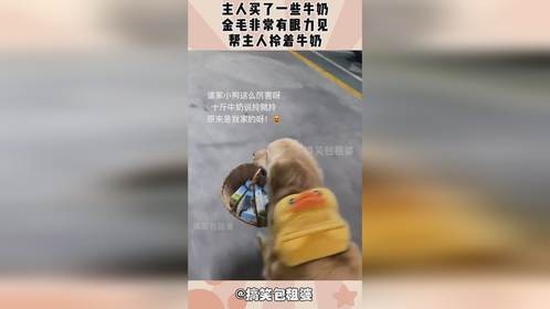 主人买了一些牛奶，金毛非常有眼力见，帮主人拎着牛奶！