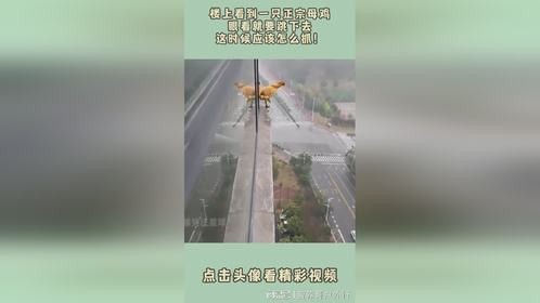楼上看到一只母鸡