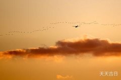 兰花风水布局：家里兰花的风水禁忌