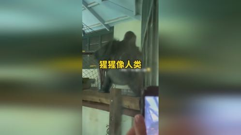 猩猩的的动作行为看着真的像人类