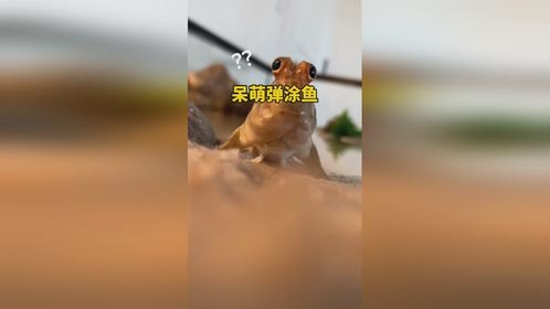 呆萌的弹涂鱼还有那么多特点