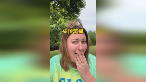 小鸟会在人类的头顶上筑巢吗