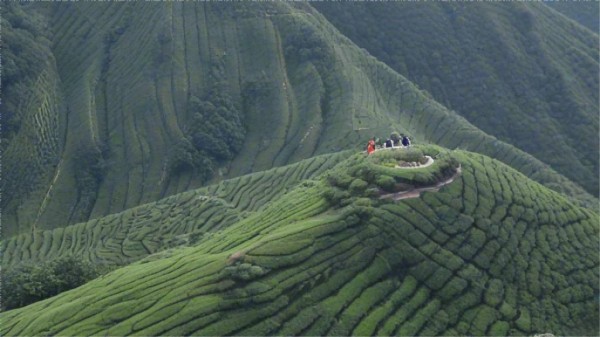 现代茶空间设计：品茶活动的新场所