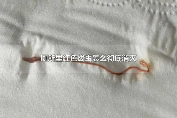 厕所里红色线虫怎么彻底消灭 卫生间的红线虫对身体有害