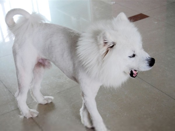 狗狗剃毛的间接危害有哪些