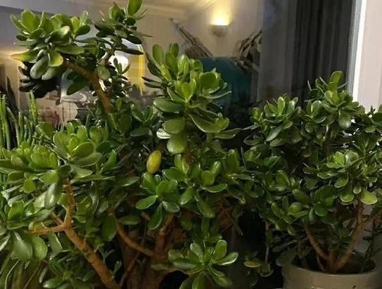 床头植物的选择与摆放（创造健康舒适的睡眠环境）