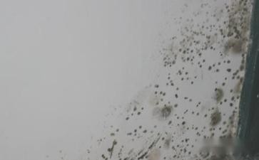 卫生间隔壁房间墙发霉怎么办 第2张