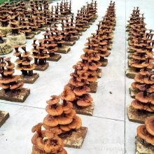 灵芝盆景厂家 盆栽灵芝 活体嫁接 家居饰品 植物工艺品 中小型摆件