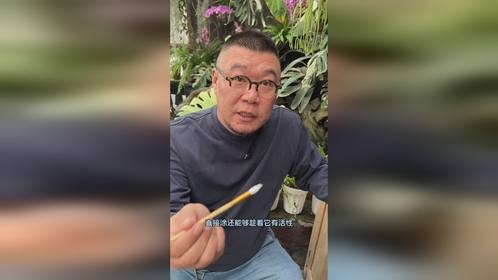 被冷落白龟终重生，养花人不放弃，养绿植的都懂