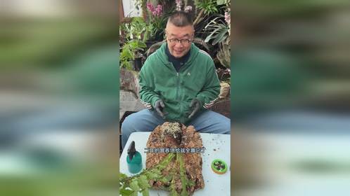 老公玩板植太上头，竟把大家伙都上板了，还有啥植物能试