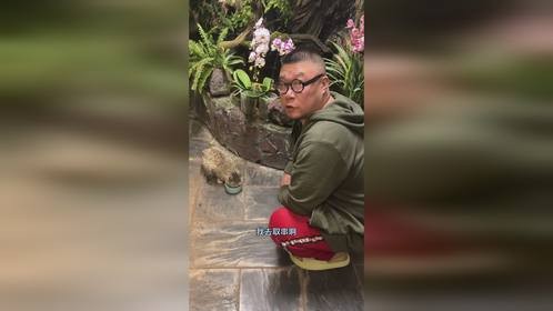 除夕前夜流浪猫闯我家花园，以为要掏鱼结果是找水