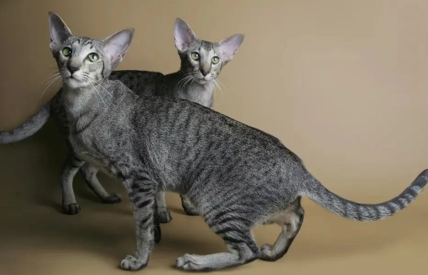 东方猫猫毛的清理小技巧分享~