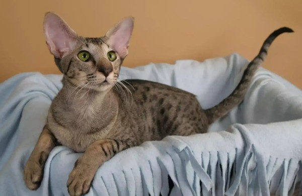 东方猫猫毛的清理小技巧分享~