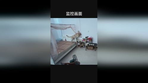 这狗狗要成精了。