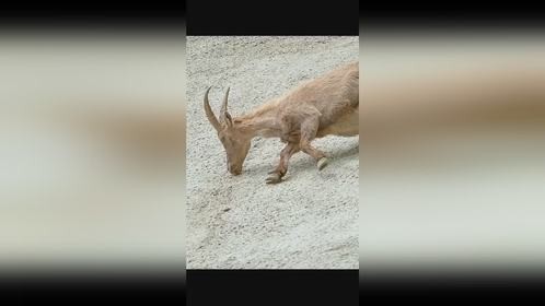 物理定律并不适用于山羊……