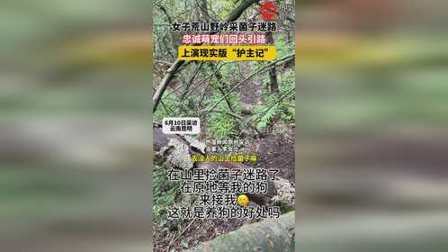 女子荒山野岭采菌子迷路，忠诚萌犬们回头引路
