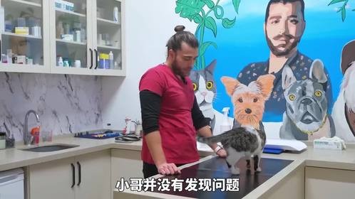 流浪猫主动找上宠物医院，恳求老板给自己看病