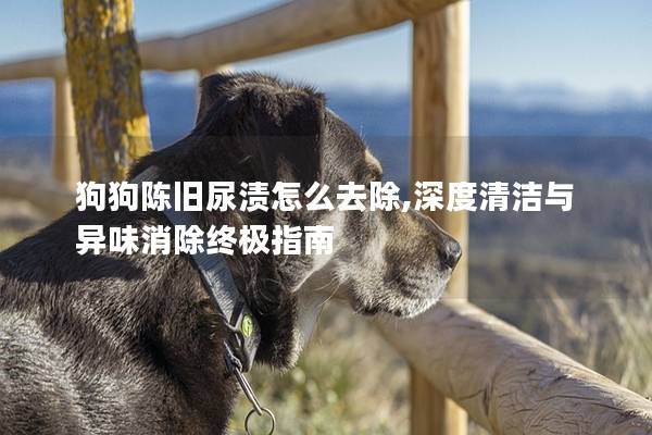 狗狗陈旧尿渍怎么去除,深度清洁与异味消除终极指南