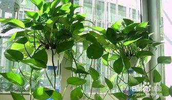绿萝的养殖方法和注意事项