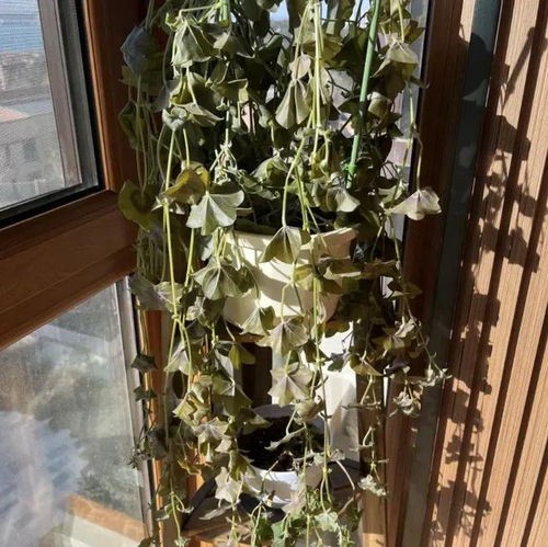绿植养护方法 通风