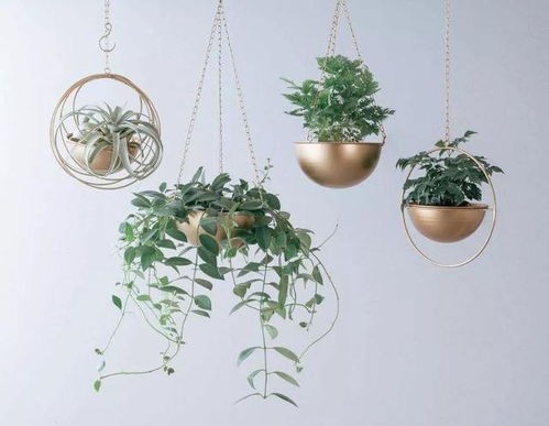 绿植养护方法 通风