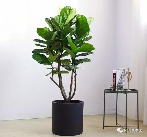 家居植物推荐
