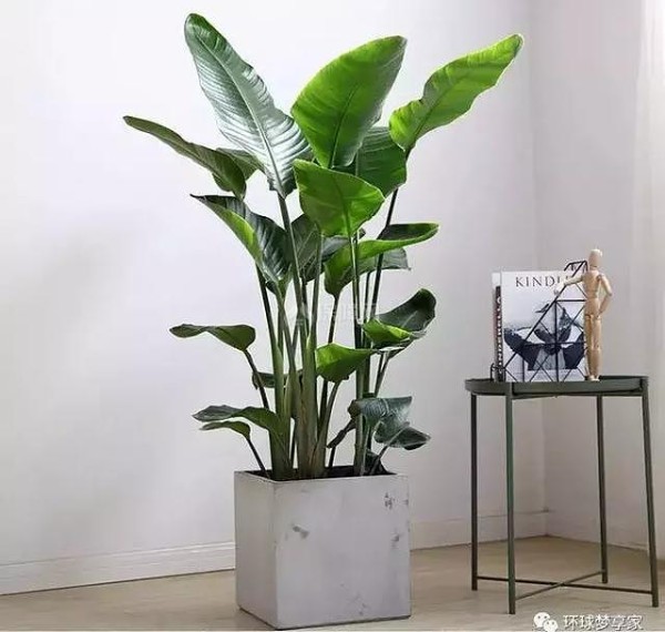 家居植物推荐