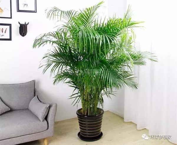 家居植物推荐
