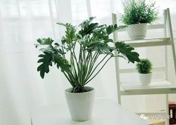 家居植物推荐