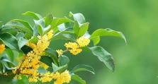 桂花长势不佳如何改善（探索解决桂花长势不好的有效方法）
