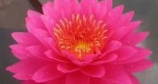 睡莲追肥攻略（学会追肥，让睡莲绽放更美丽）