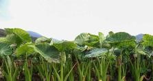 探究以迎春烂根的现象（迎春烂根的成因及应对方法）