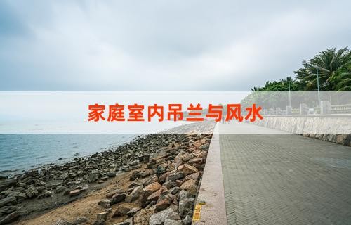 家庭室内吊兰与风水