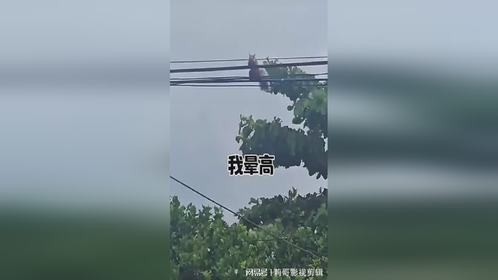 松鼠与大哥的追逐：一场高空的误会与搞笑对话