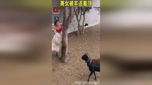 美女被羊追着顶，羊肉串也有脾气！